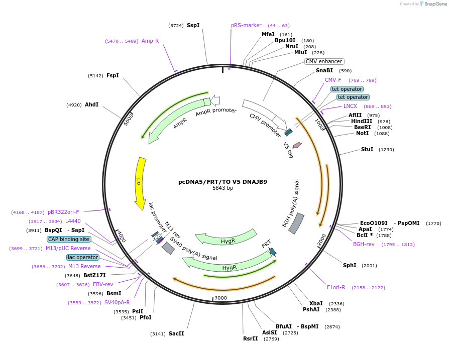 19532-plasmid-map-sequence-id-9168