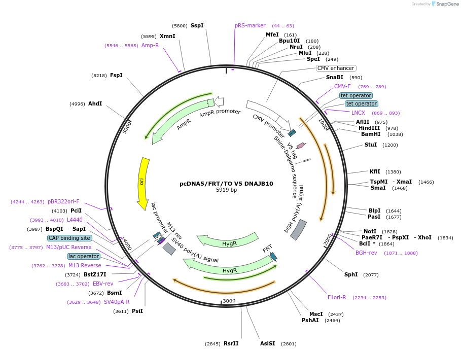 19533-plasmid-map-sequence-id-9169