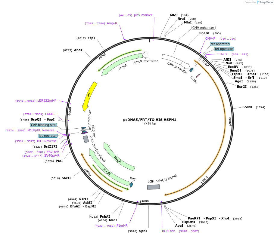 19534-plasmid-map-sequence-id-9170