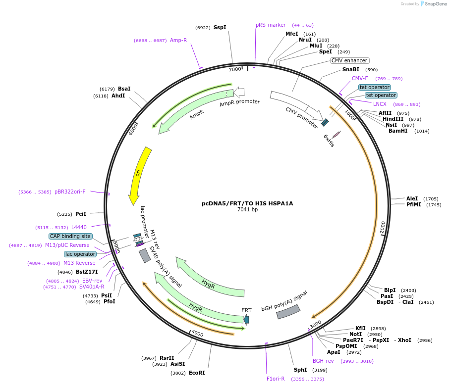 19537-plasmid-map-sequence-id-9173