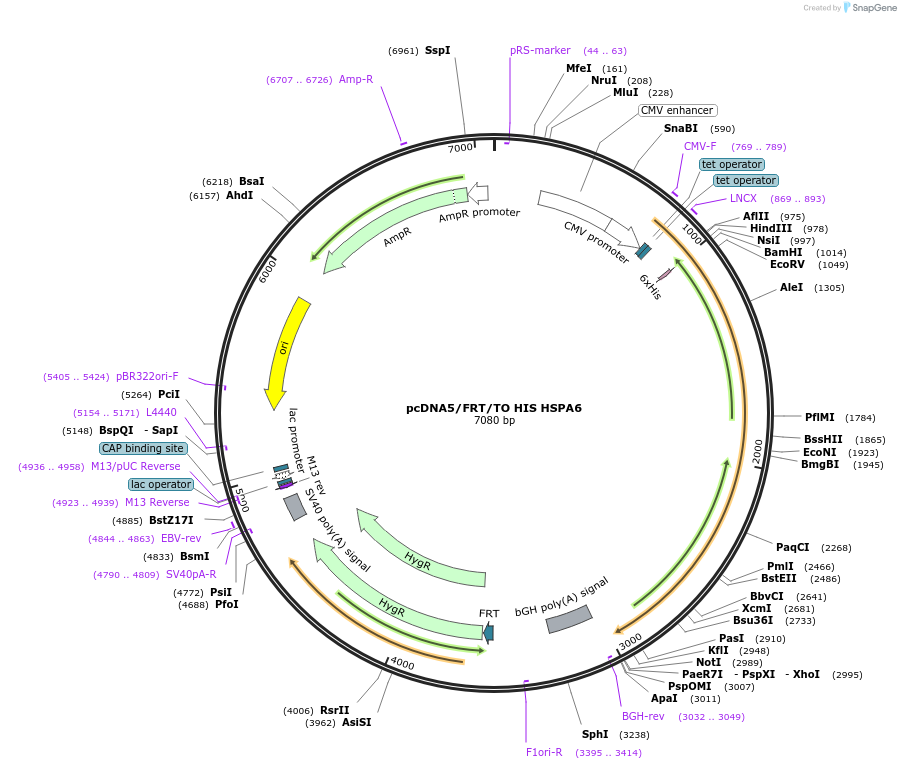 19540-plasmid-map-sequence-id-9176