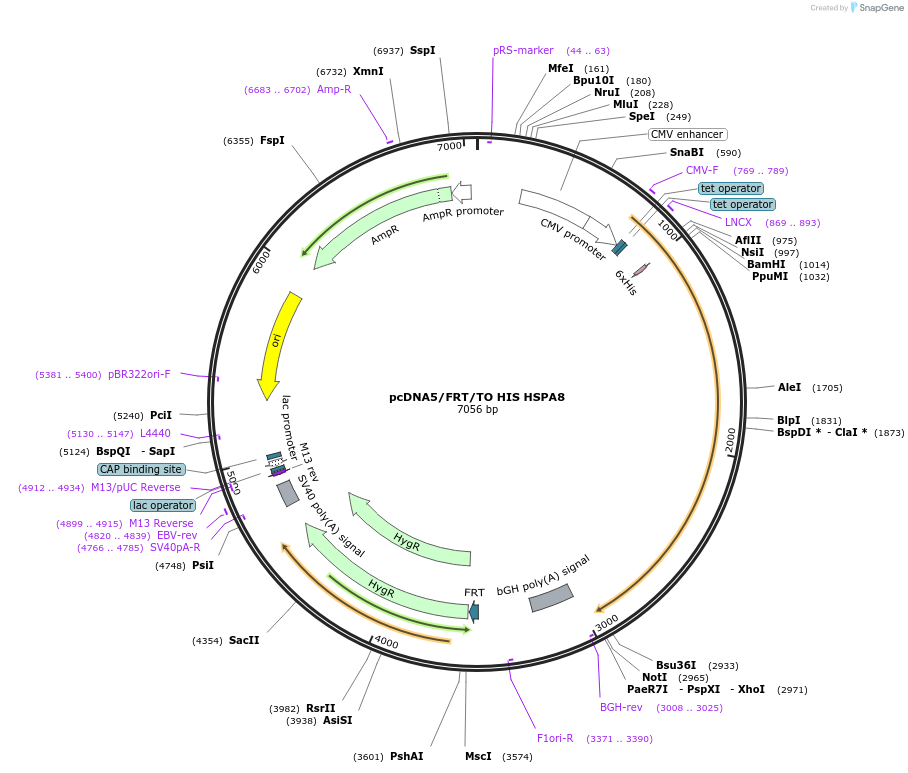 19541-plasmid-map-sequence-id-9177