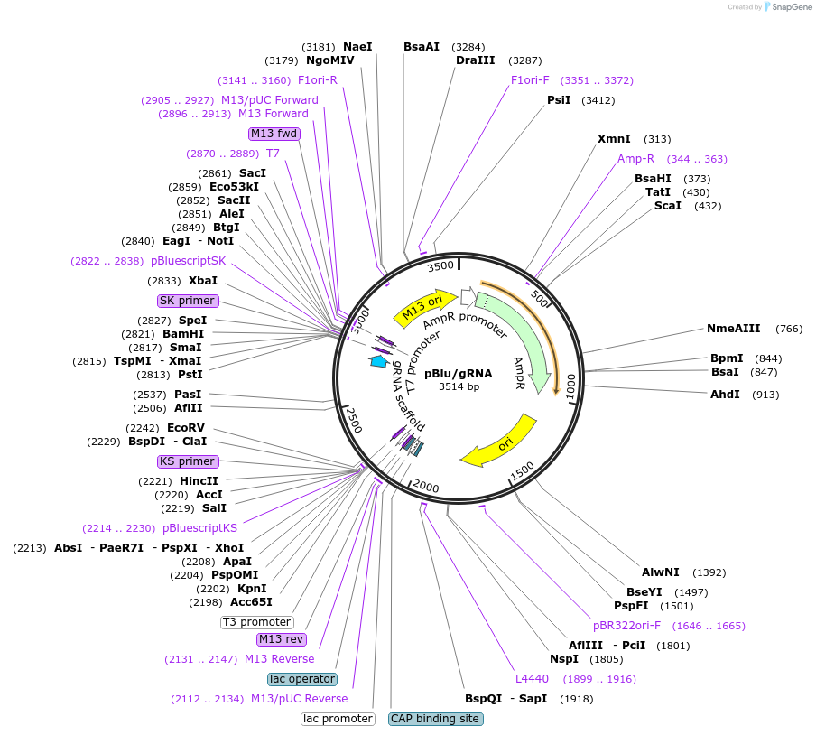 59188-plasmid-map-sequence-id-91770