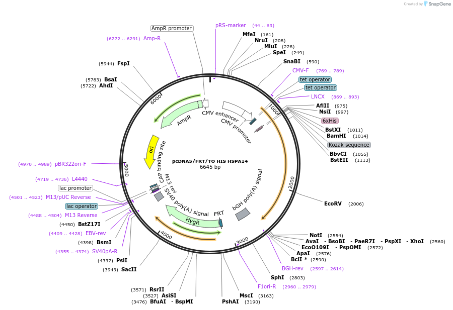 19542-plasmid-map-sequence-id-9178