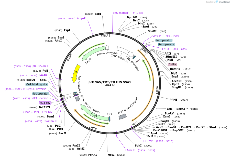 19543-plasmid-map-sequence-id-9179