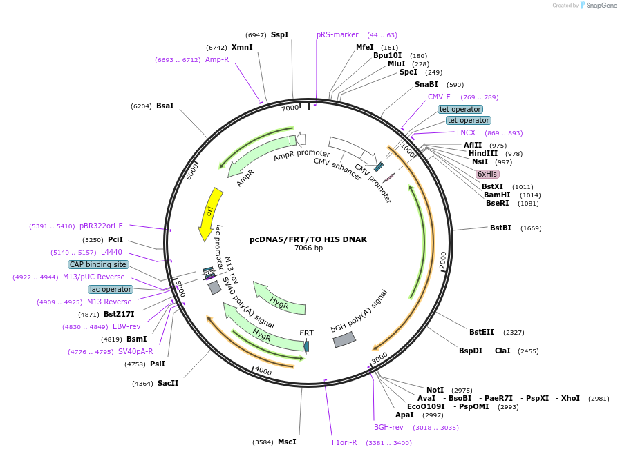 19544-plasmid-map-sequence-id-9180