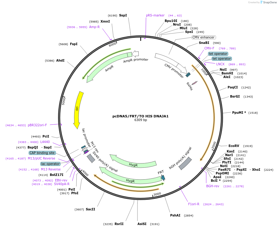 19545-plasmid-map-sequence-id-9181