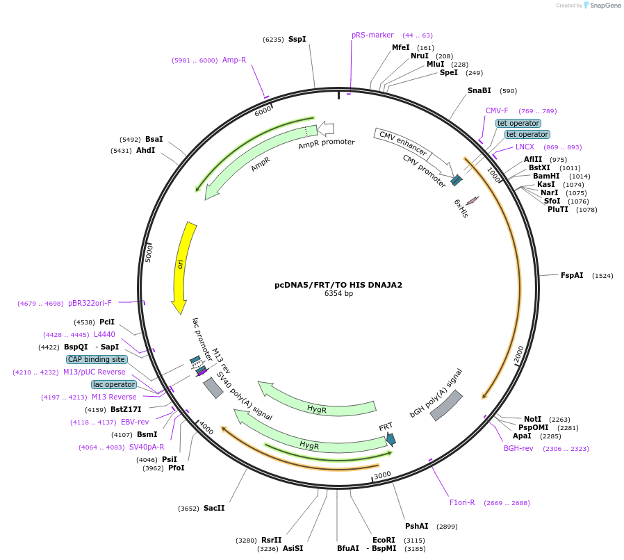 19546-plasmid-map-sequence-id-9182