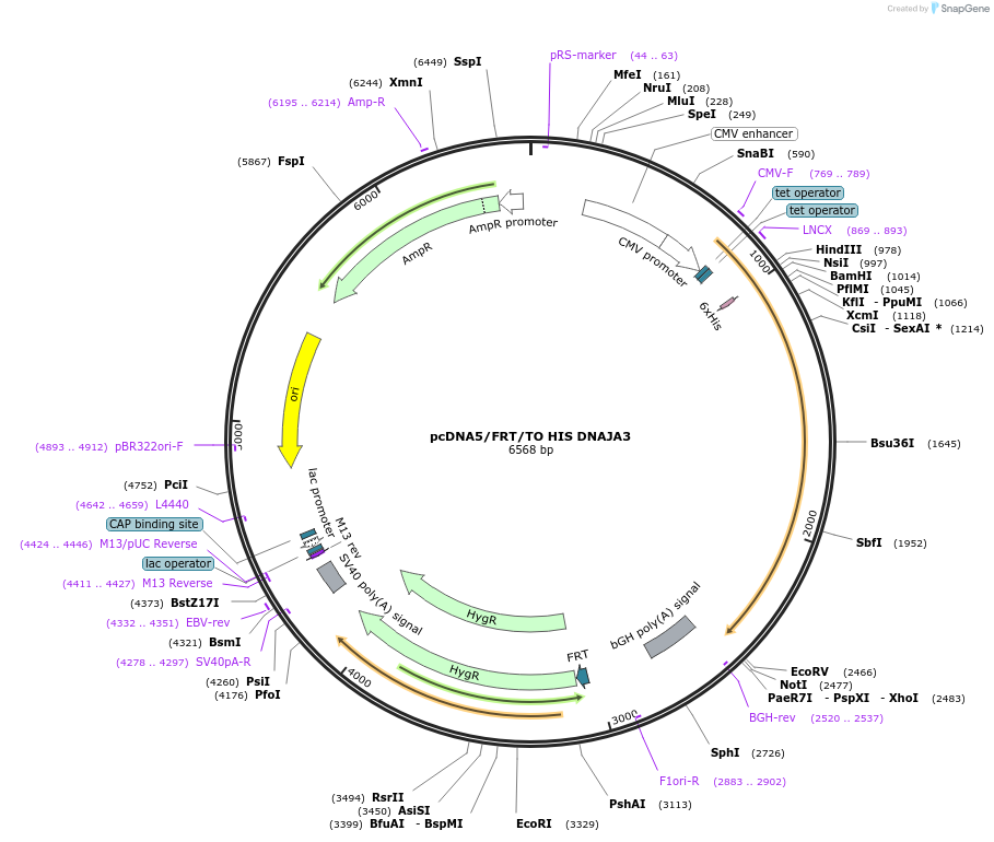 19547-plasmid-map-sequence-id-9183