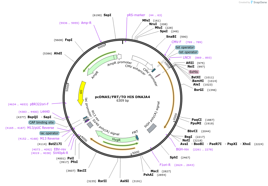 19548-plasmid-map-sequence-id-9184