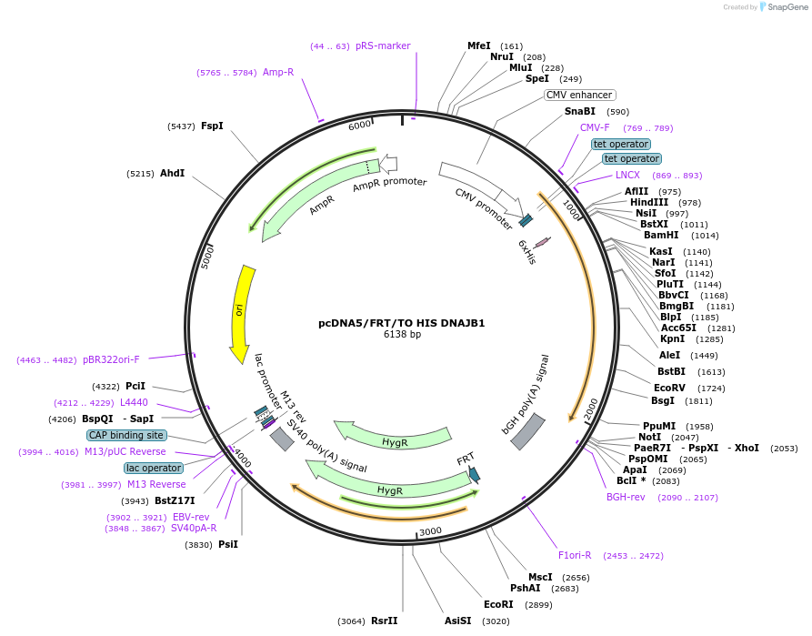 19549-plasmid-map-sequence-id-9185