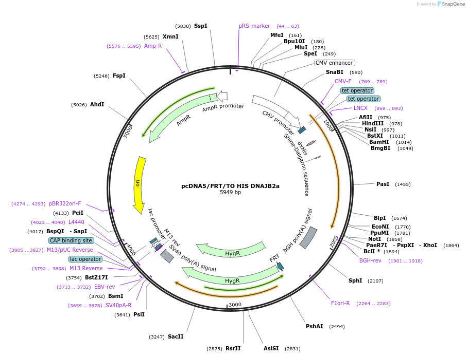 19550-plasmid-map-sequence-id-9186