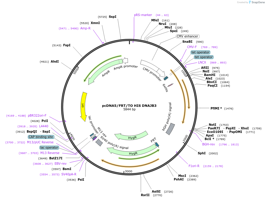19552-plasmid-map-sequence-id-9188