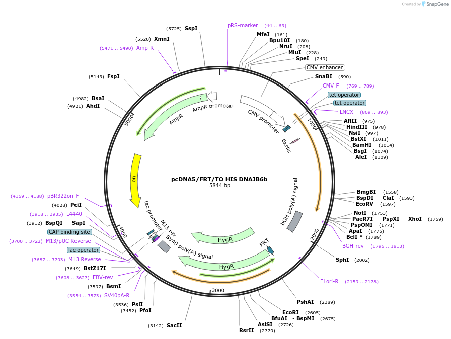 19555-plasmid-map-sequence-id-9191