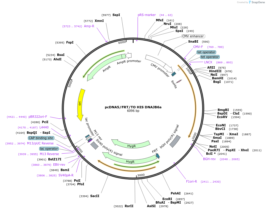 19556-plasmid-map-sequence-id-9192