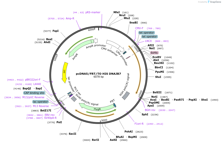 19557-plasmid-map-sequence-id-9193