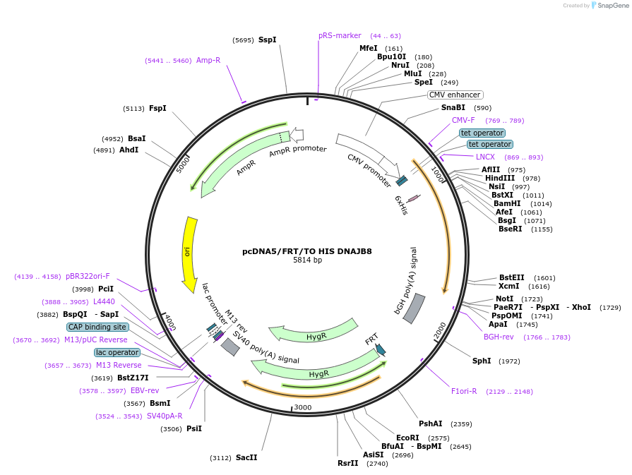 19558-plasmid-map-sequence-id-9194