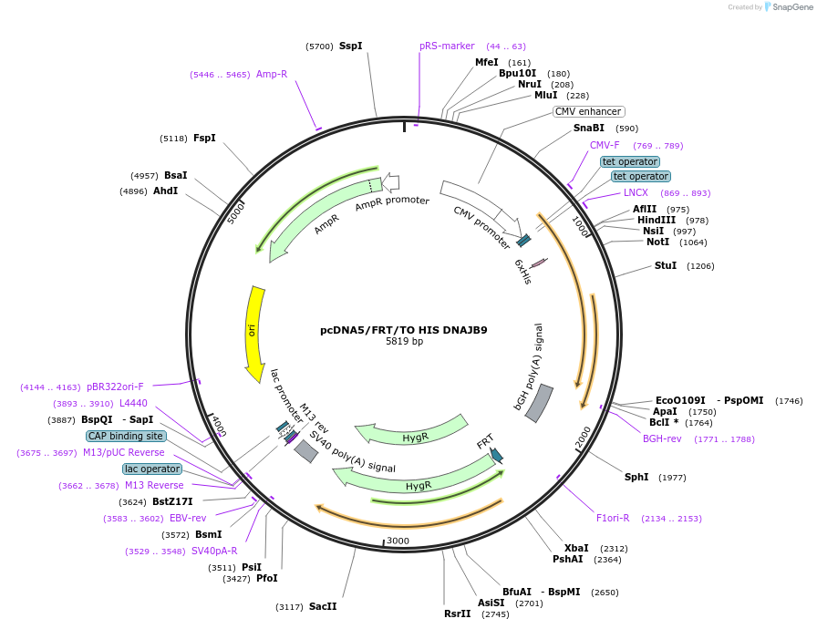 19559-plasmid-map-sequence-id-9195