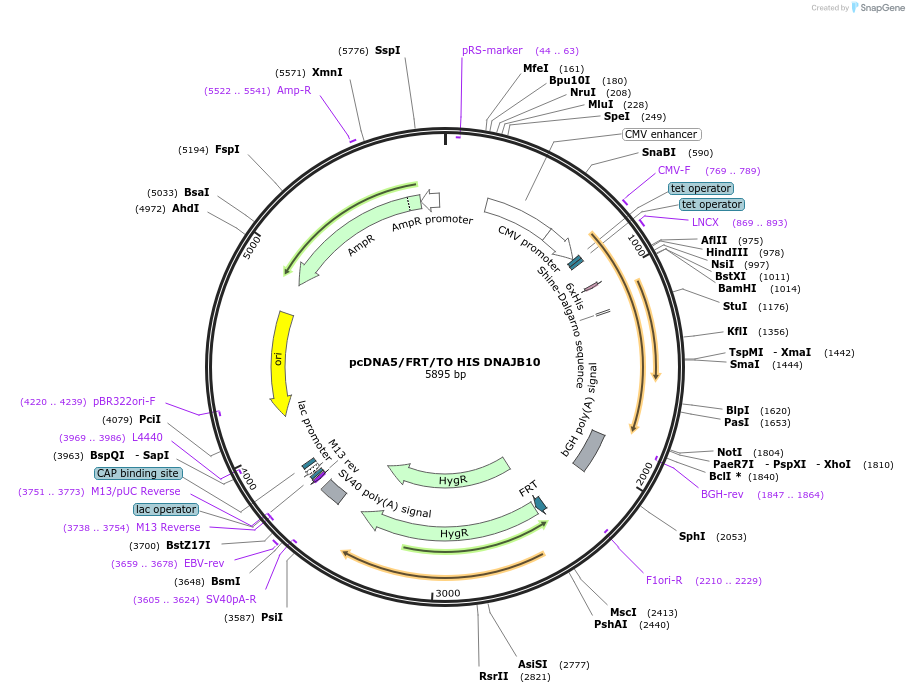 19560-plasmid-map-sequence-id-9196