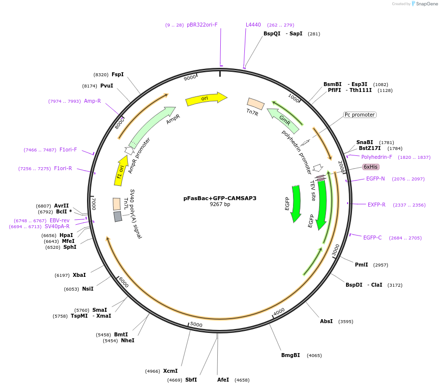 59038-plasmid-map-sequence-id-92000