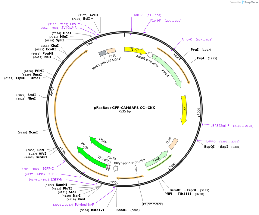 59041-plasmid-map-sequence-id-92004