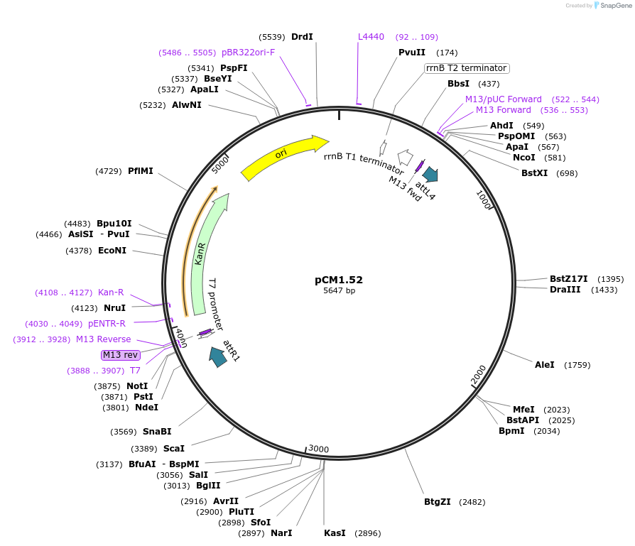 19592-plasmid-map-sequence-id-9226