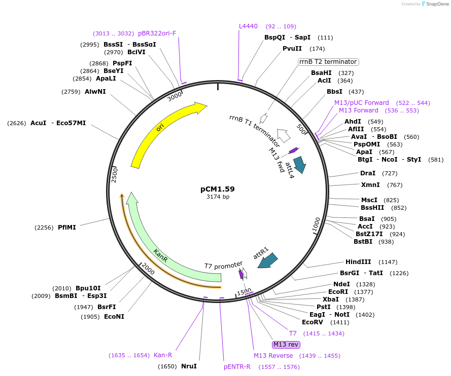 19593-plasmid-map-sequence-id-9227