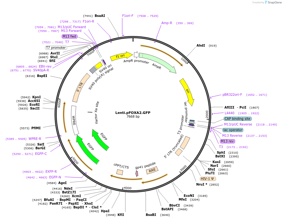59404-plasmid-map-sequence-id-92270