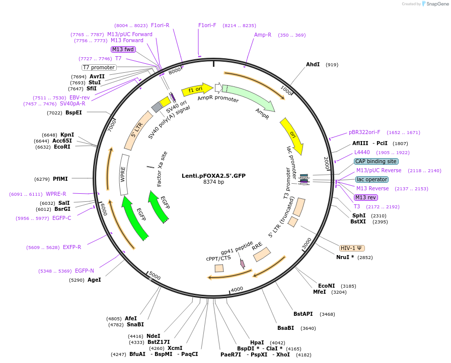 59407-plasmid-map-sequence-id-92319