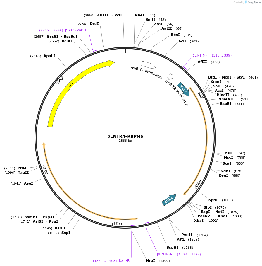 59387-plasmid-map-sequence-id-92330