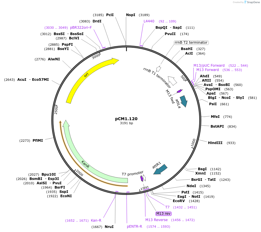 19600-plasmid-map-sequence-id-9234