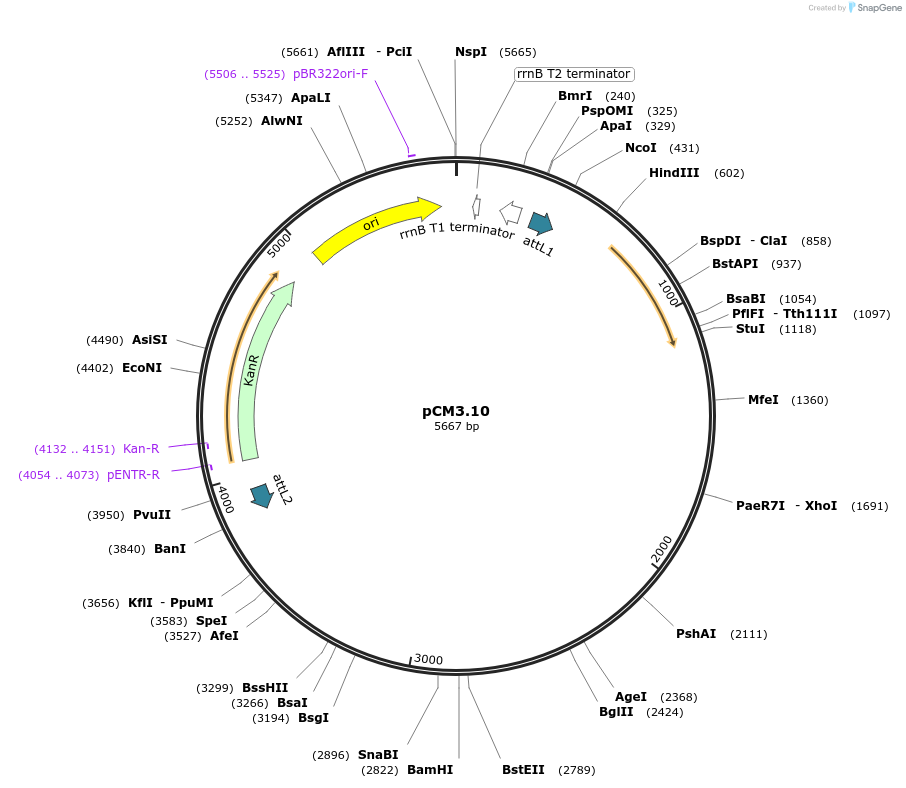 19604-plasmid-map-sequence-id-9238