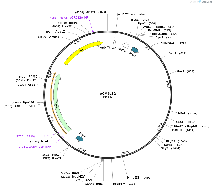 19606-plasmid-map-sequence-id-9240