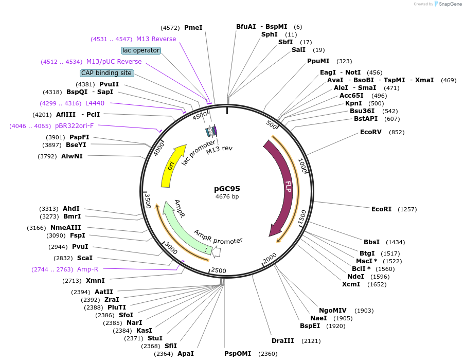 19611-plasmid-map-sequence-id-9244