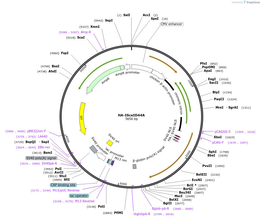 59424-plasmid-map-sequence-id-92449