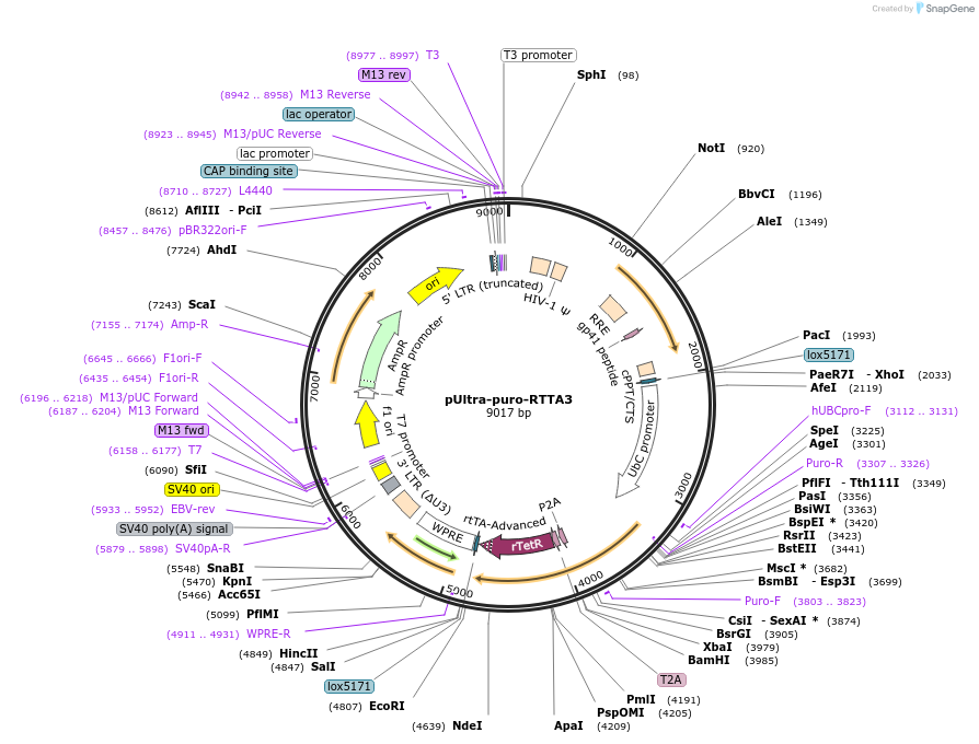 58750-plasmid-map-sequence-id-92492