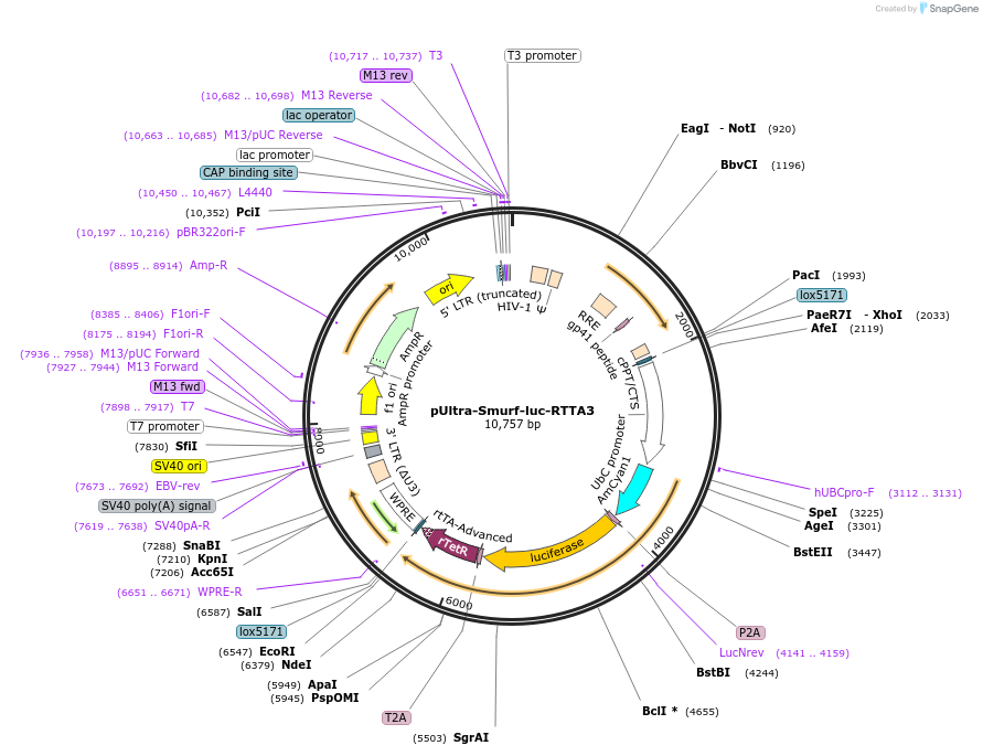 59438-plasmid-map-sequence-id-92494