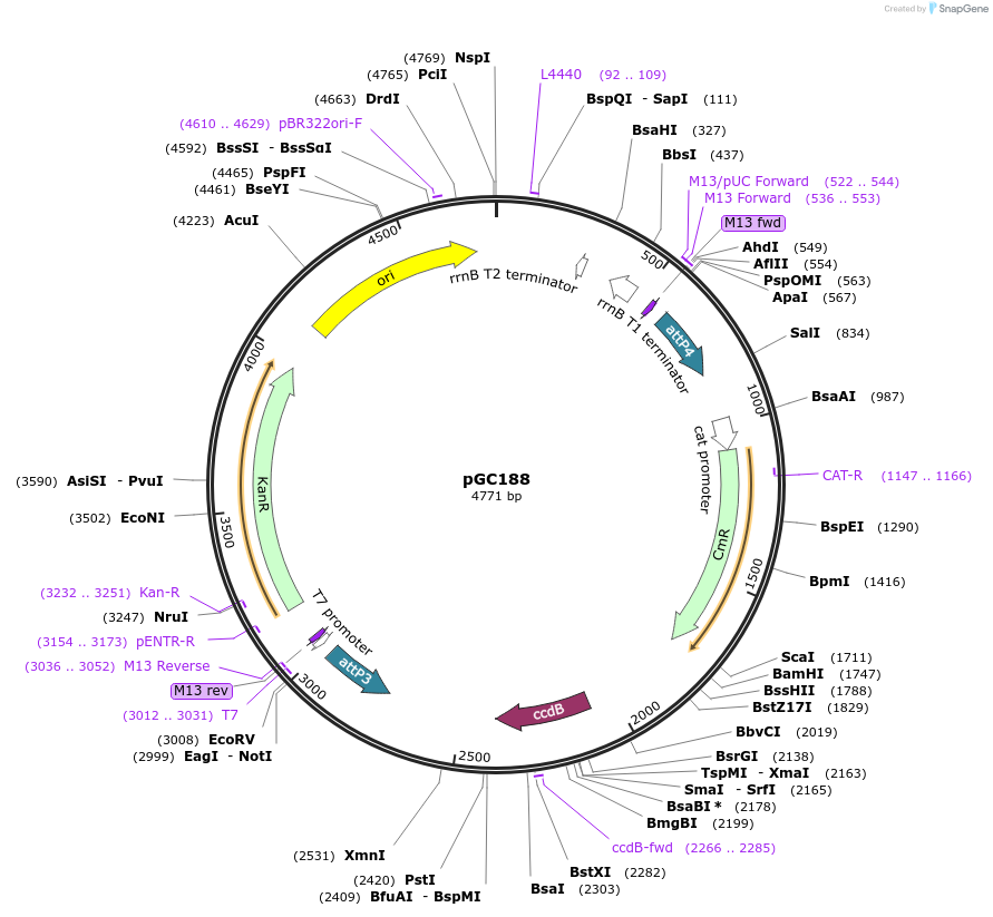 19619-plasmid-map-sequence-id-9251