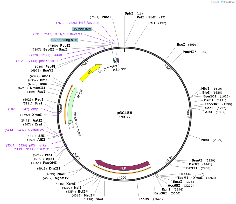 19620-plasmid-map-sequence-id-9252