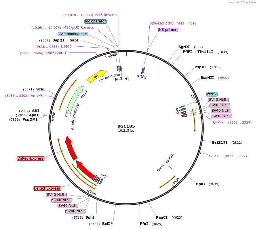 19624-plasmid-map-sequence-id-9256