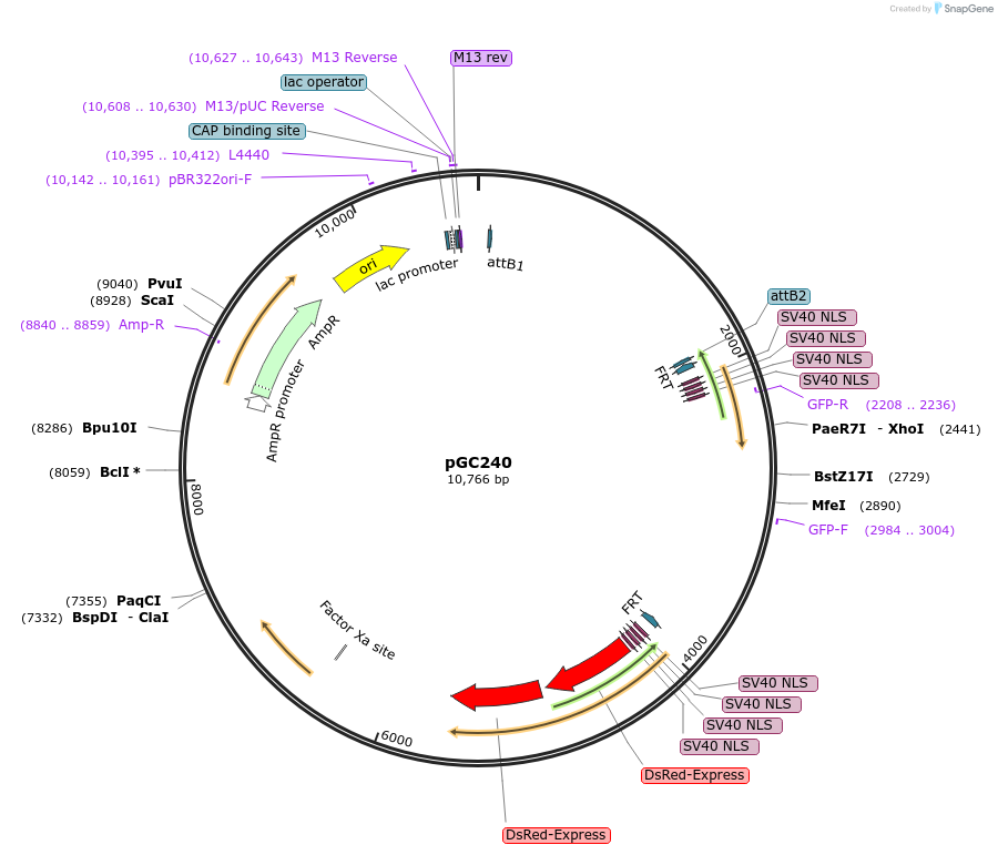 19625-plasmid-map-sequence-id-9257