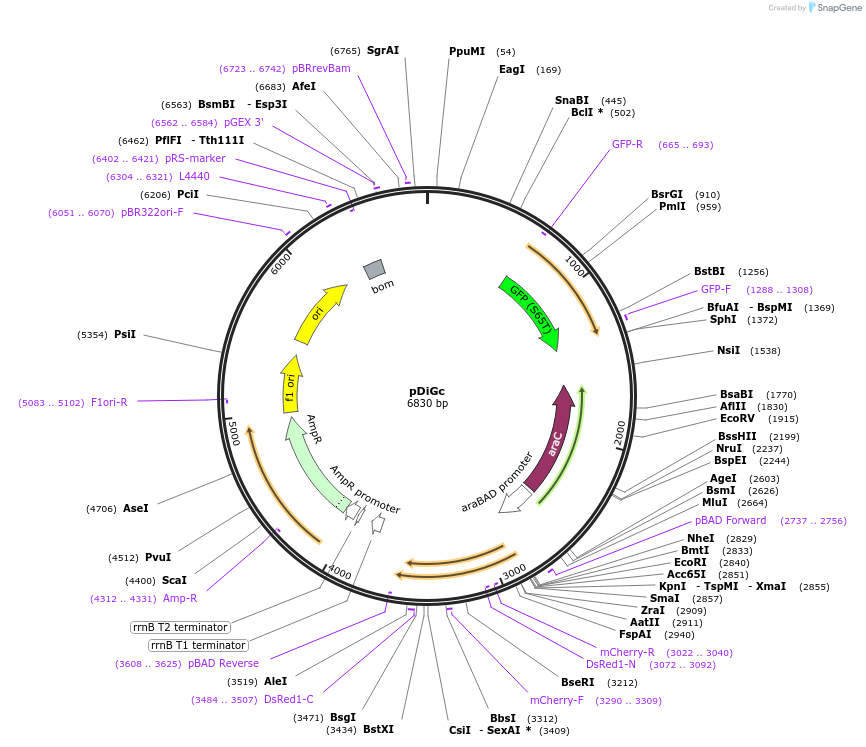 59322-plasmid-map-sequence-id-92596