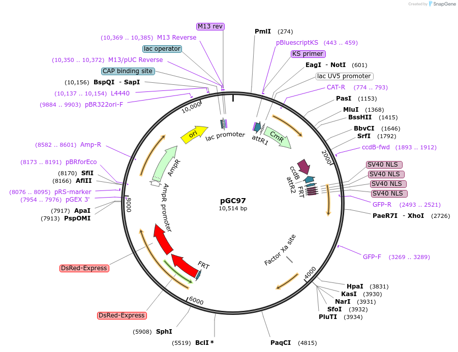 19629-plasmid-map-sequence-id-9261
