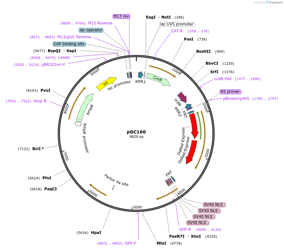 19632-plasmid-map-sequence-id-9264