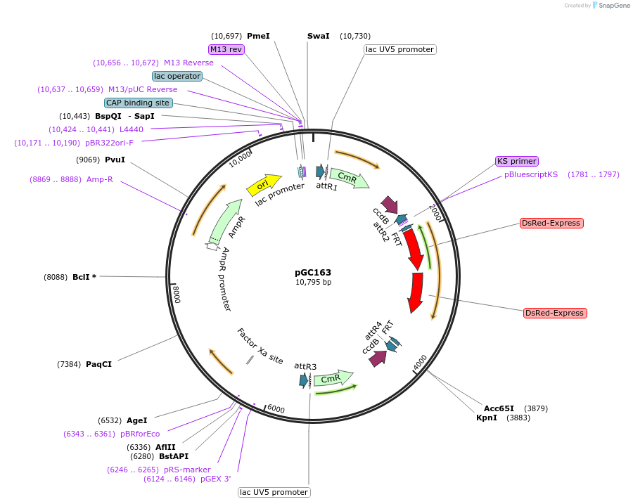 19635-plasmid-map-sequence-id-9267