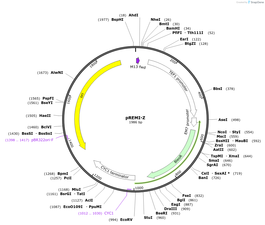 59527-plasmid-map-sequence-id-92671