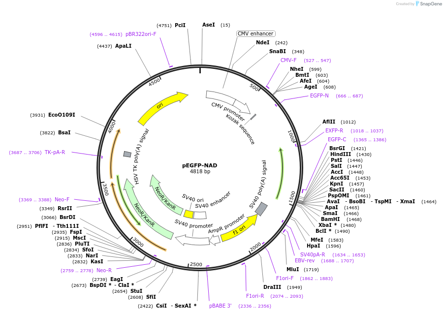 58345-plasmid-map-sequence-id-92816