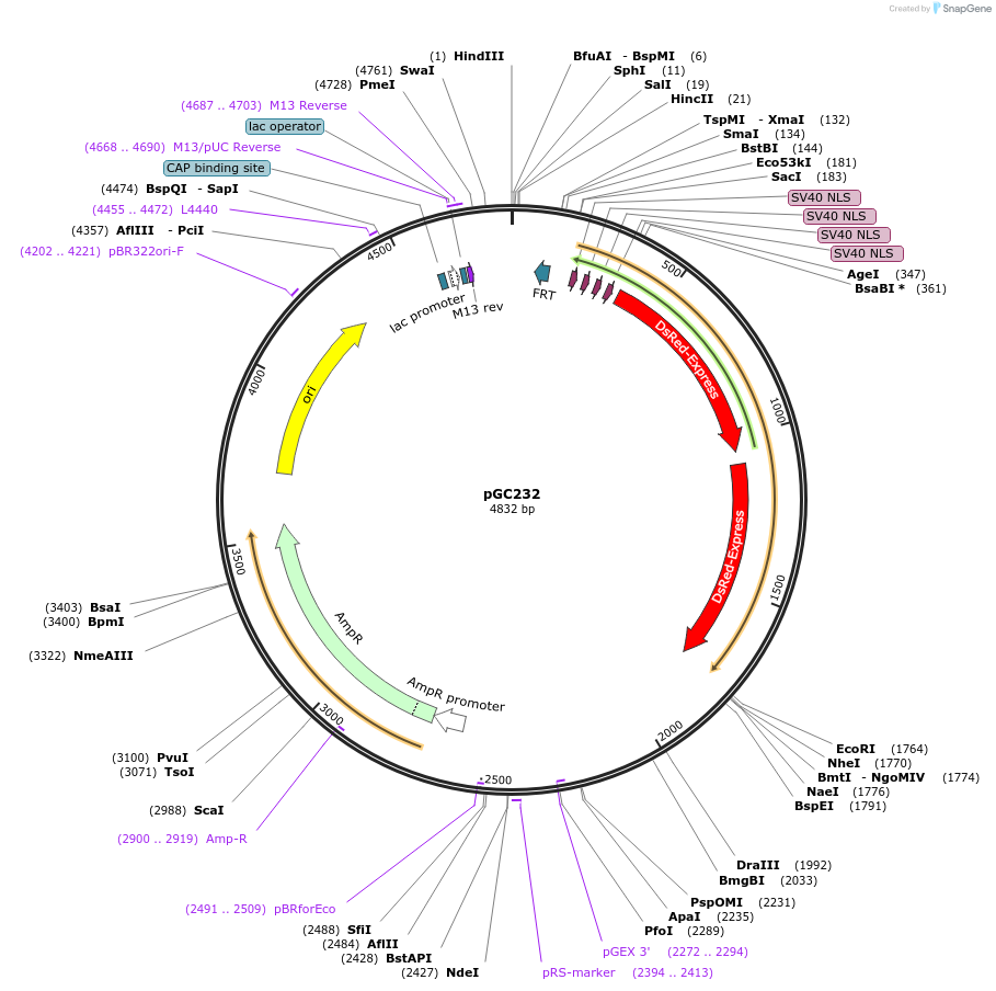 19650-plasmid-map-sequence-id-9282