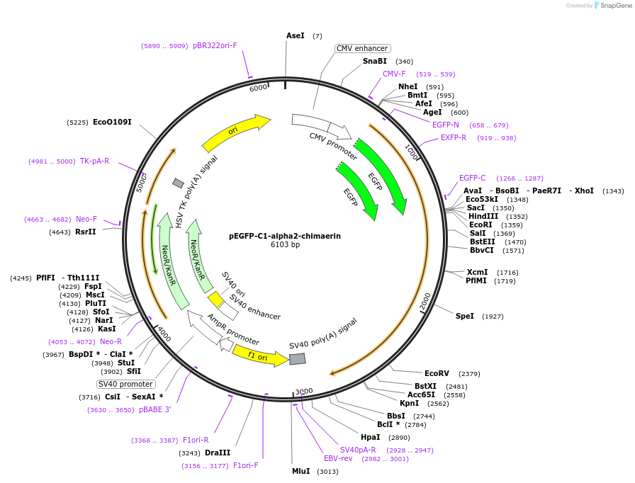59316-plasmid-map-sequence-id-92847