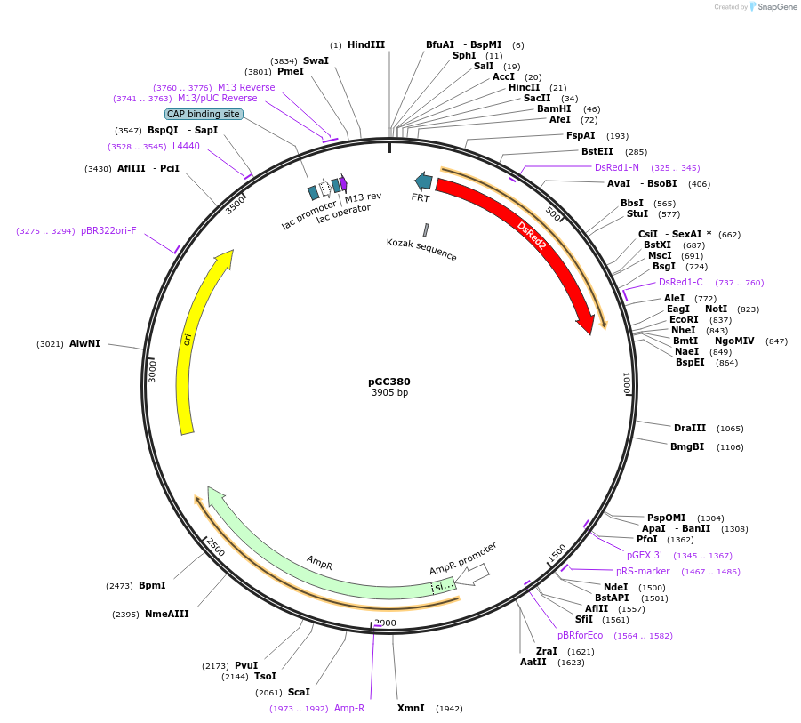 19659-plasmid-map-sequence-id-9291